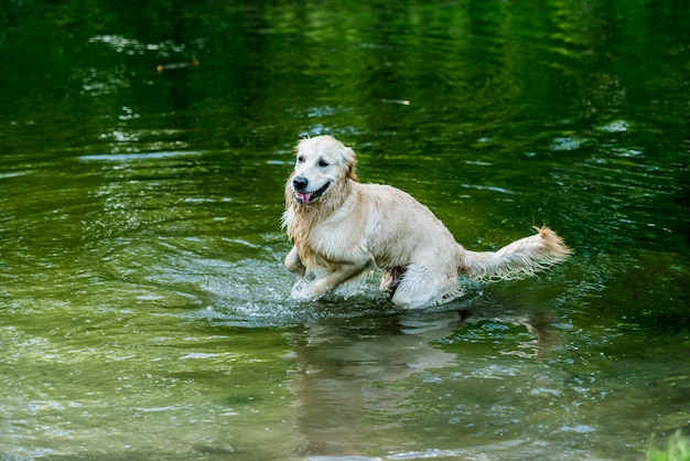 Perro encantador divirtiéndose en el río