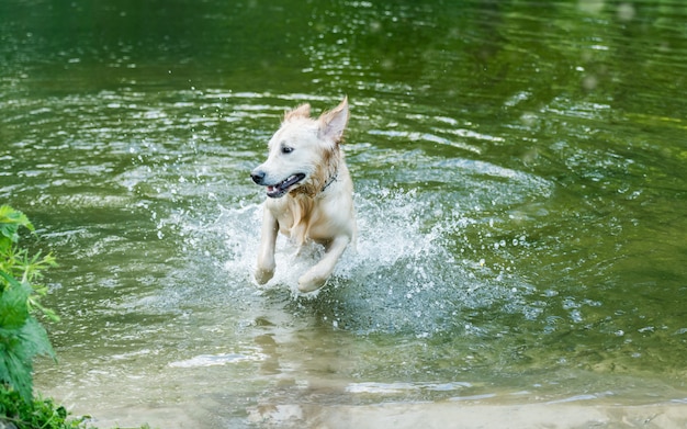 Perro encantador divirtiéndose en el río