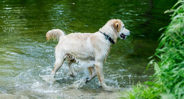 Perro encantador divirtiéndose en el río