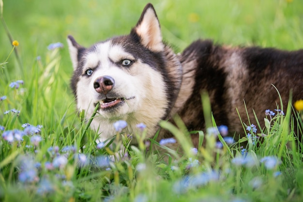 Un perro encantador de la raza Siberian Husky camina en un collar en la naturaleza en el parque Se encuentra entre los olvidados azules y come hierba