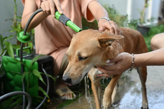 Perro encantador tomar una ducha en el jardín Concepto de cuidado de animales