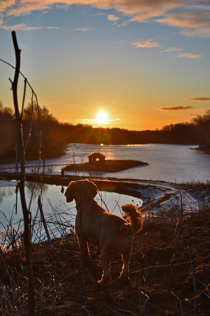 Perro se encuentra con el amanecer en el lago