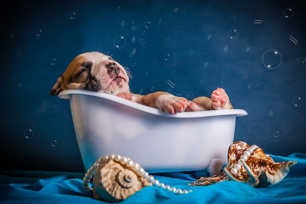 El perro se encuentra en la bañera con burbujas. Foto de alta calidad