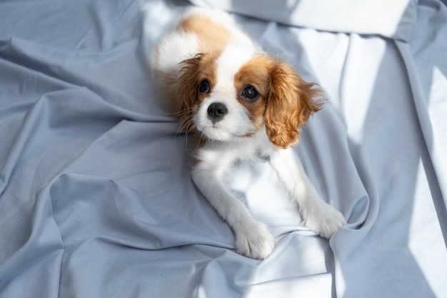 el perro se encuentra en la cama gris Dormir con mascotas lindo cachorro cavalier king charles spaniel Banner. perro faldero