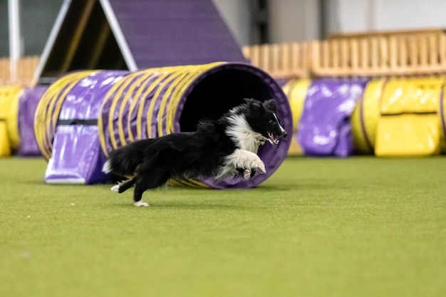 Perro enérgico durante una competencia de agilidad que muestra agilidad, velocidad y determinación Deporte canino