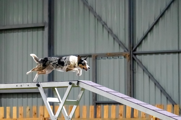 Perro enérgico durante una competencia de agilidad que muestra agilidad, velocidad y determinación Deporte canino