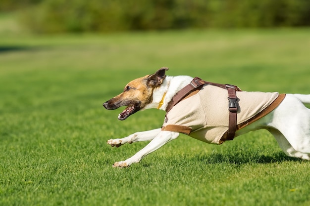 Perro enérgico corriendo libremente en un campo