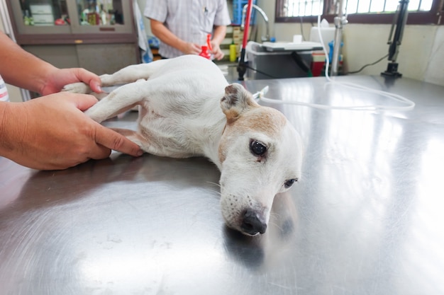 El perro se enferma, el médico le da solución salina intravenosa (iv) en la espalda