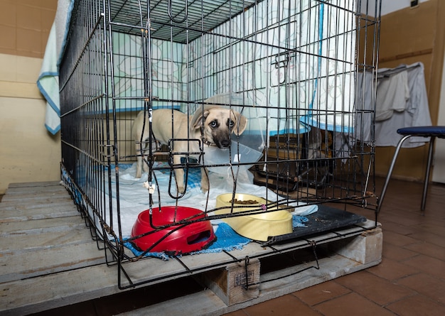 Perro enfermo en un hospita en una jaula en una clínica veterinaria