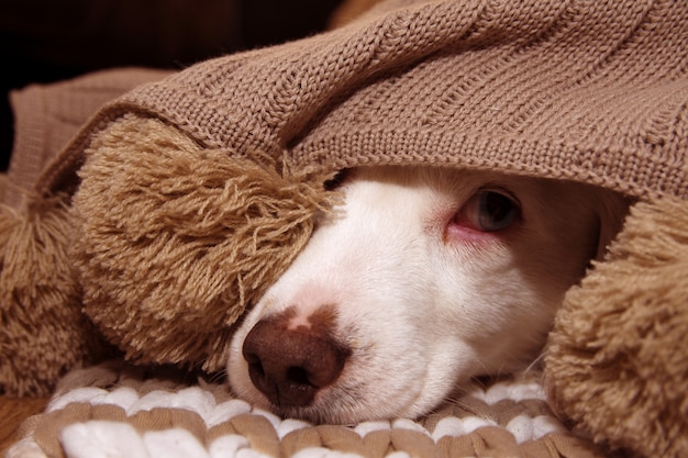 PERRO ENFERMOS O ASUSTADOS CUBIERTOS CON UNA MANCHA DE PASA CALIENTE