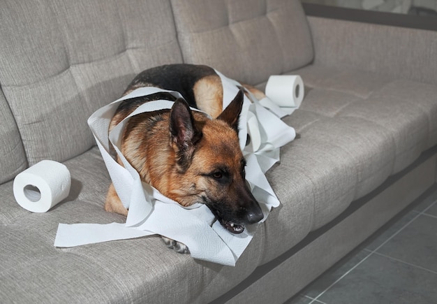 Perro se entregó poco cuando lo dejaron solo en casa y se comió varios rollos de papel higiénico mascota con ojos tristes