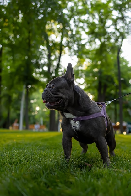 Un perro entrenado Con un collar parado en el parque al atardecer mira hacia un lado y saca la lengua