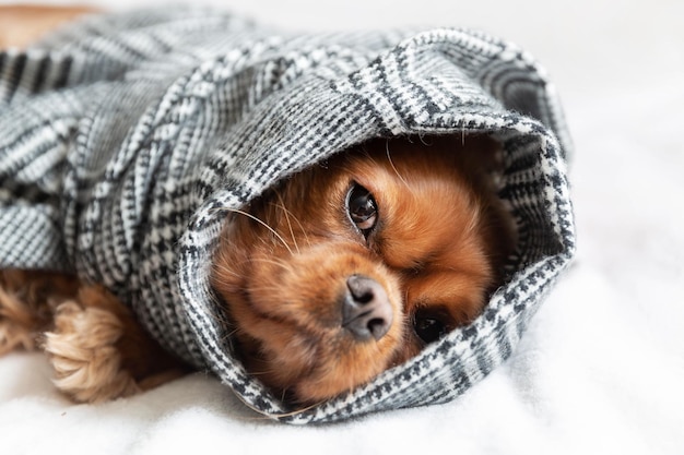 Perro envuelto en una cálida bufanda como burrito