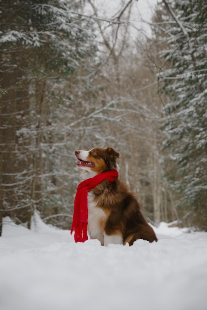 Perro envuelto en una cálida bufanda tejida roja sentado en la nieve en el parque