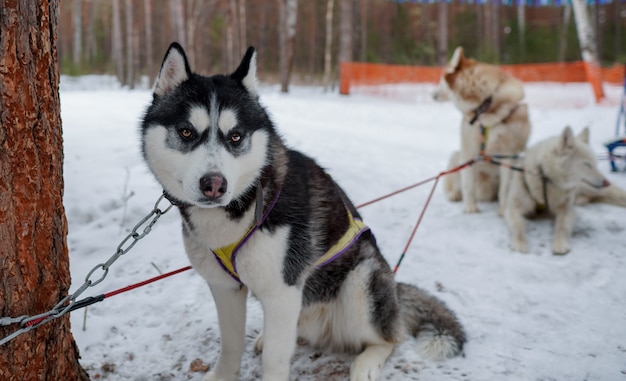 El perro es blanco y negro sentado en la nieve.