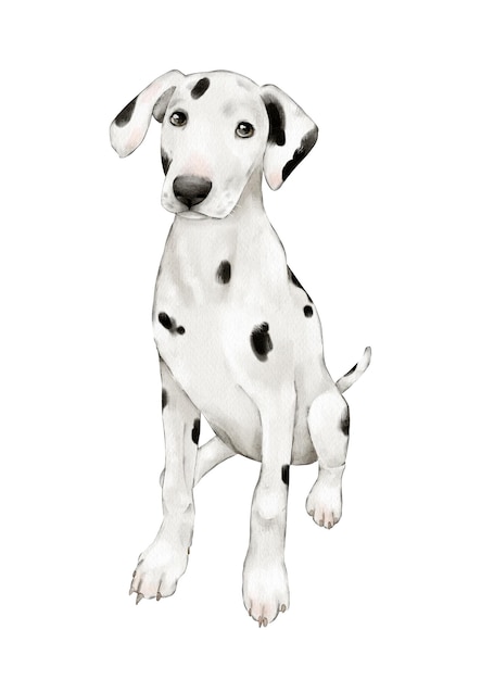 El perro es un dalmático un compañero de perro de caza de gran tamaño acuarela clipart aislado