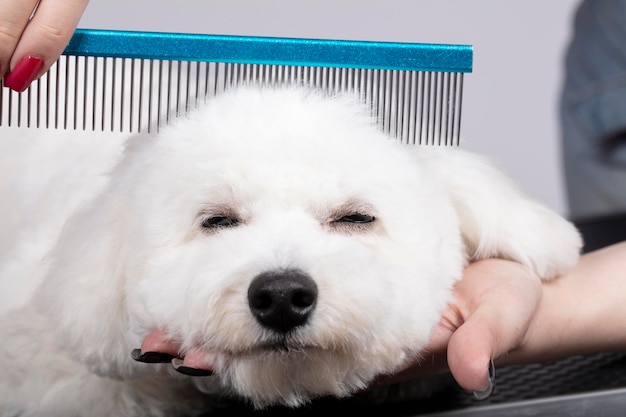 El perro es esquilado en el salón para cuidar las superficies de los animales.