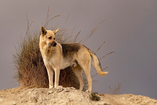 El perro es un mamífero carnívoro de la familia canina.