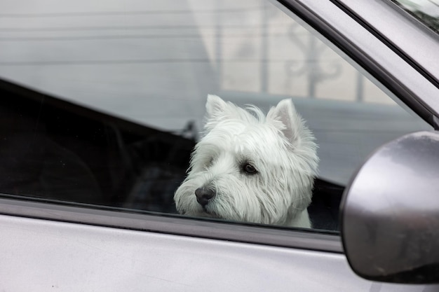 El perro es un terrier blanco del oeste blanco sentado detrás del cristal en el coche.