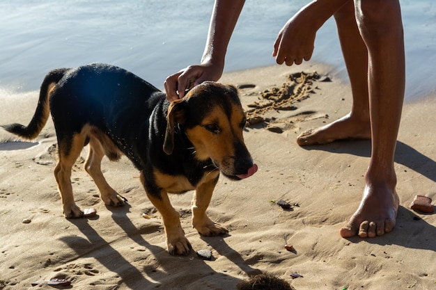 Foto el perro es visto siendo acariciado por una persona en la playa de ribeira en la ciudad de salvador bahia