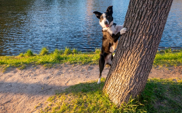 El perro se esconde detrás de un árbol Border Collie la orilla del lago en verano un perro mira desde detrás de un árbol