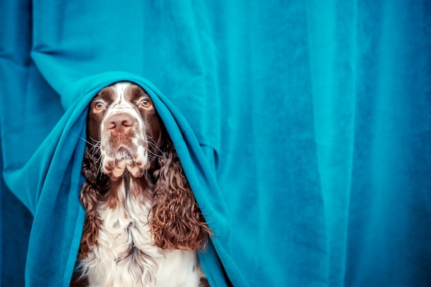 El perro se esconde detrás de las cortinas azules.