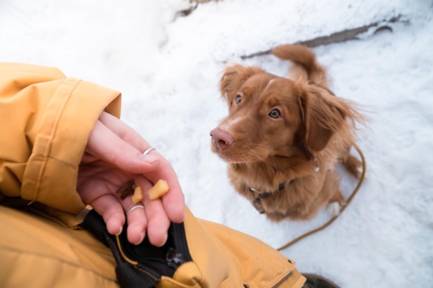 Perro esperando comando y tratamiento de entrenamiento caminando con el dueño en invierno