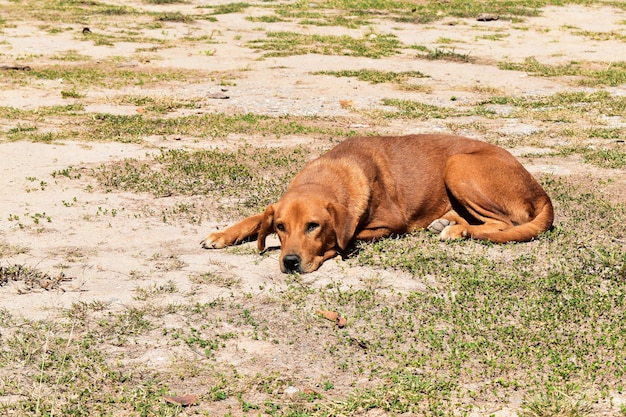 Perro esperando en el suelo