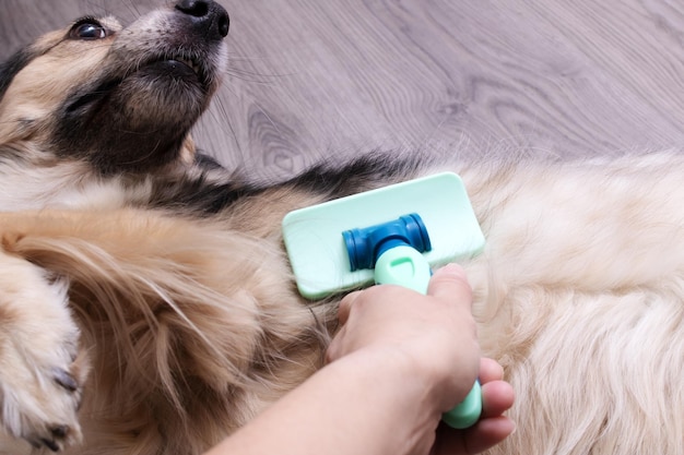 Perro esponjoso peinado con un impermeable