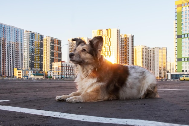 Perro esponjoso sentado contra el telón de fondo de modernos edificios altos