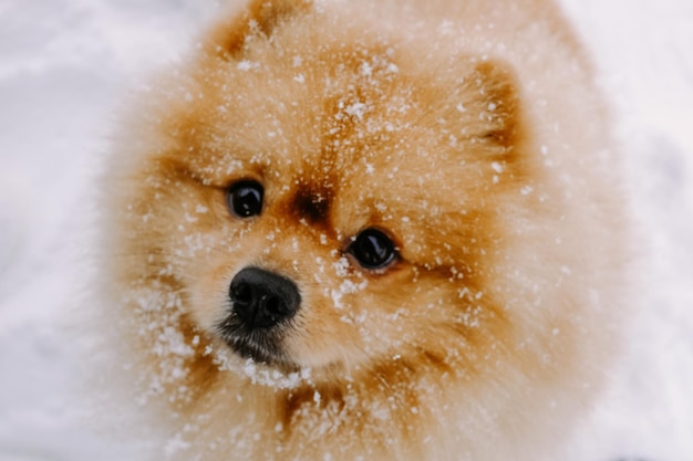 perro esponjoso spitz rojo jugando en la nieve en invierno