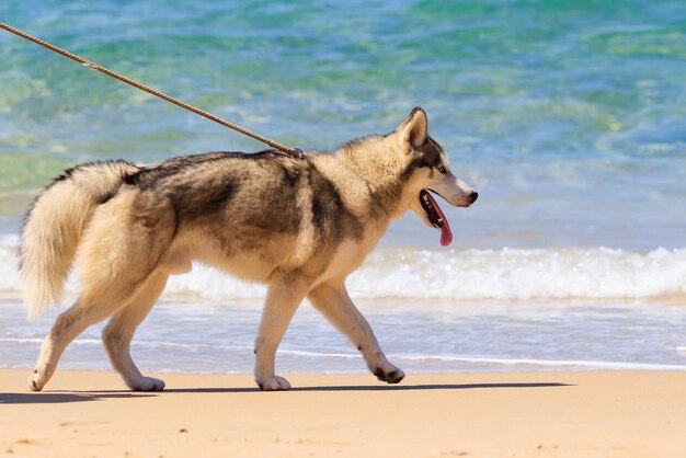 Foto perro esquimal caminando por la playa