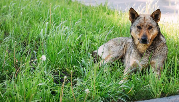 el perro está acostado en la hierba