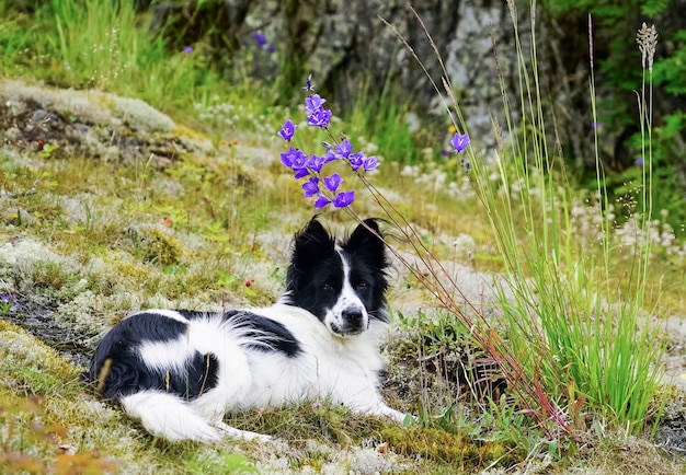 El perro está acostado en un prado con flores.