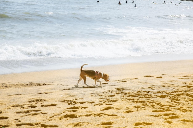 Perro está caminando en la playa con una pelota en la boca Foto de verano de descanso Mascota cerca del mar Vacaciones divertidas Estilo de vida saludable