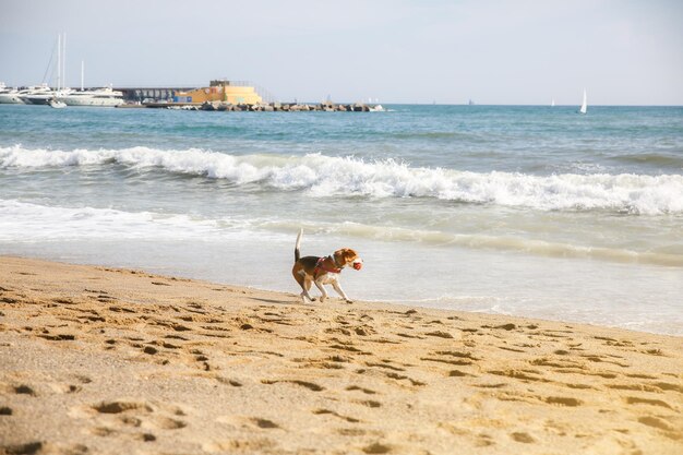 Perro está caminando en la playa con una pelota en la boca Foto de verano de descanso Mascota cerca del mar Vacaciones divertidas Estilo de vida saludable