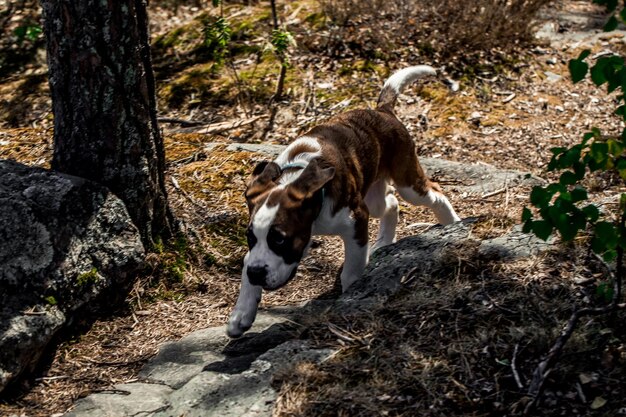 El perro está corriendo en el bosque.