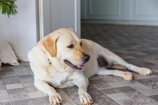 El perro está durmiendo al lado de la puerta.