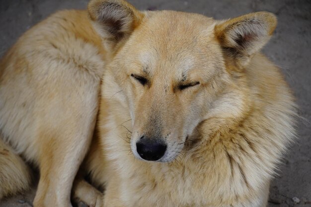 Un perro está durmiendo en la mañana.