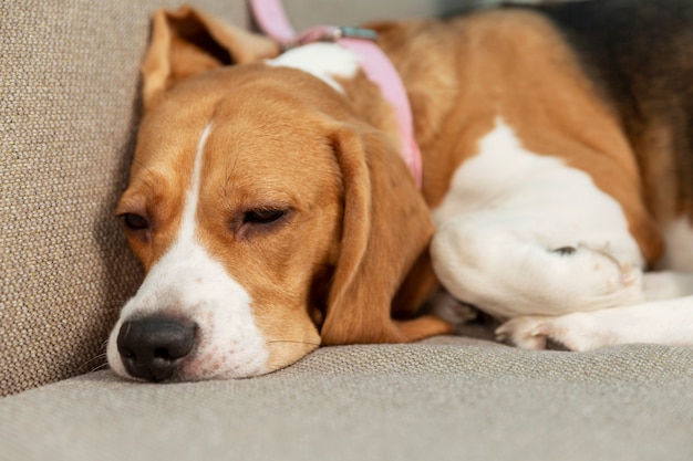 El perro está durmiendo en el sofá. Amor y ternura para mascotas. De cerca.