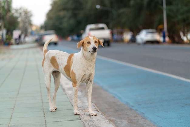 Perro está esperando al propietario en el borde de la carretera