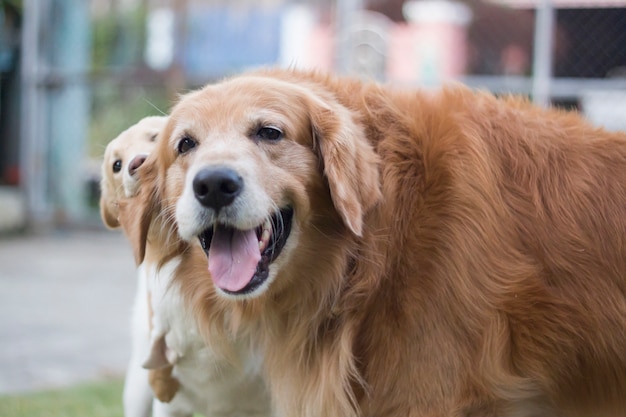 perro está jugando en el jardín