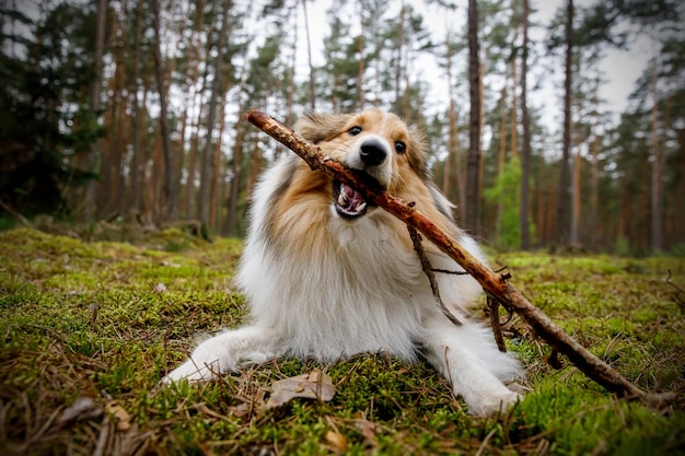 El perro está jugando con un palo en el bosque.