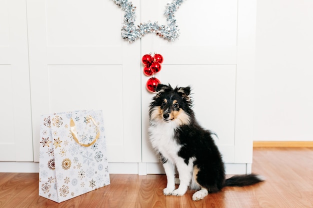 El perro está sentado en la habitación, una estrella para el año nuevo y Navidad, decoración del hogar para las vacaciones, un cachorro y una bolsa de regalo.