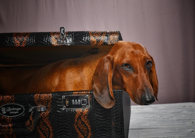 Un perro está sentado en una maleta de la que sobresale la cabeza.