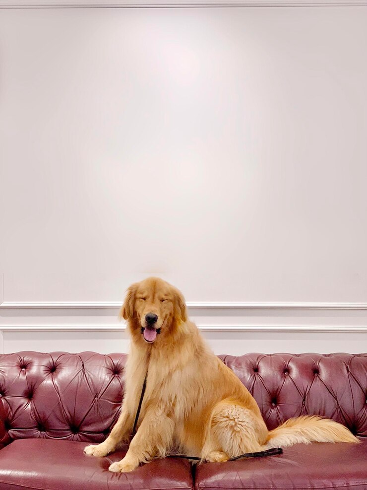 un perro está sentado en un sofá de cuero