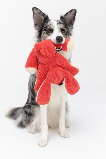 El perro está sentado en su culo y sosteniendo un juguete de peluche perro rojo en sus dientes perro Border Collie en tonos de blanco y negro y pelo largo y fino un excelente perro de pastoreo