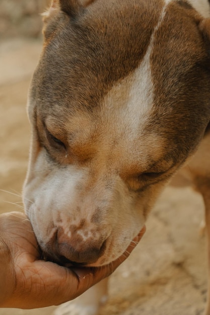 Un perro está siendo alimentado por una persona.