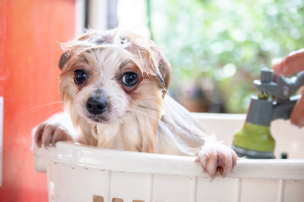 El perro está tomando un baño