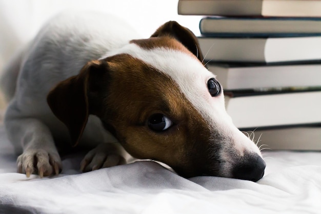 El perro está triste en el fondo de los libros.